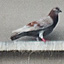Ledge pigeons