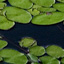 Lily Pads