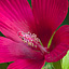 Scarlet Rose Mallow