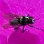 Rhodie Fly