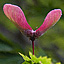 Japanese Maple Seed