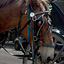 New Orleans Carriage Mule