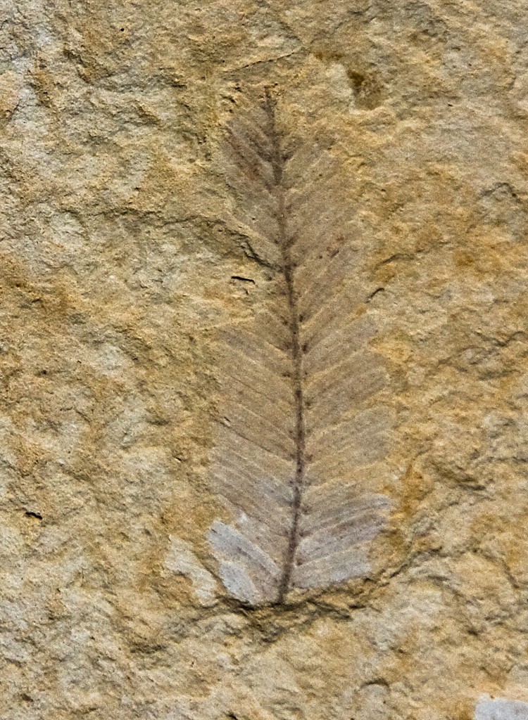 Metasequoia Dawn Redwood