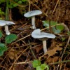 These small mushrooms are tinged a pale blue