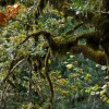 Moss covered oak